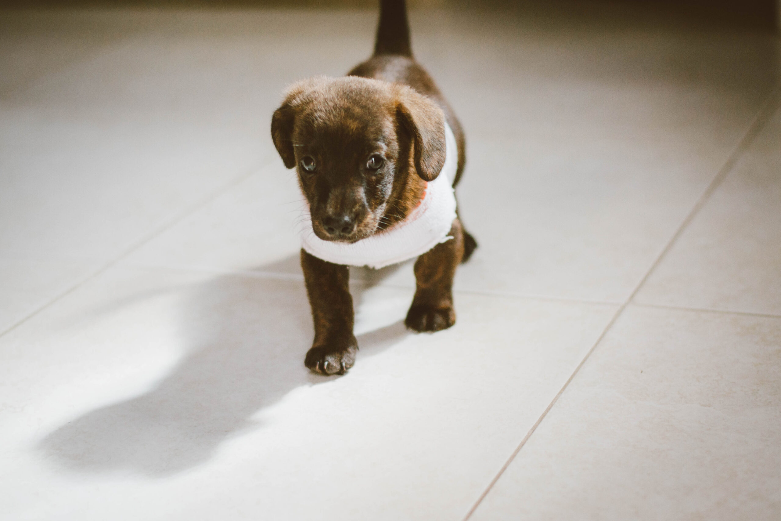 Buying A Pet: What To Consider Before Bringing One Home